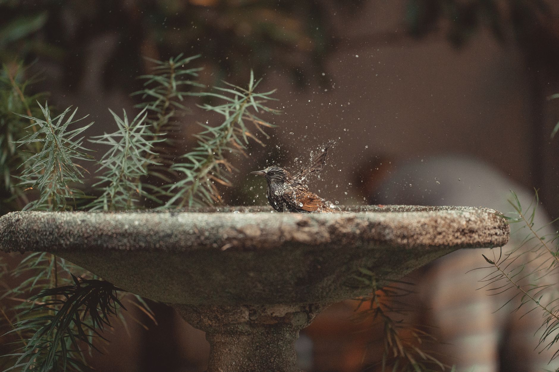 Abreuvoirs et bains oiseaux