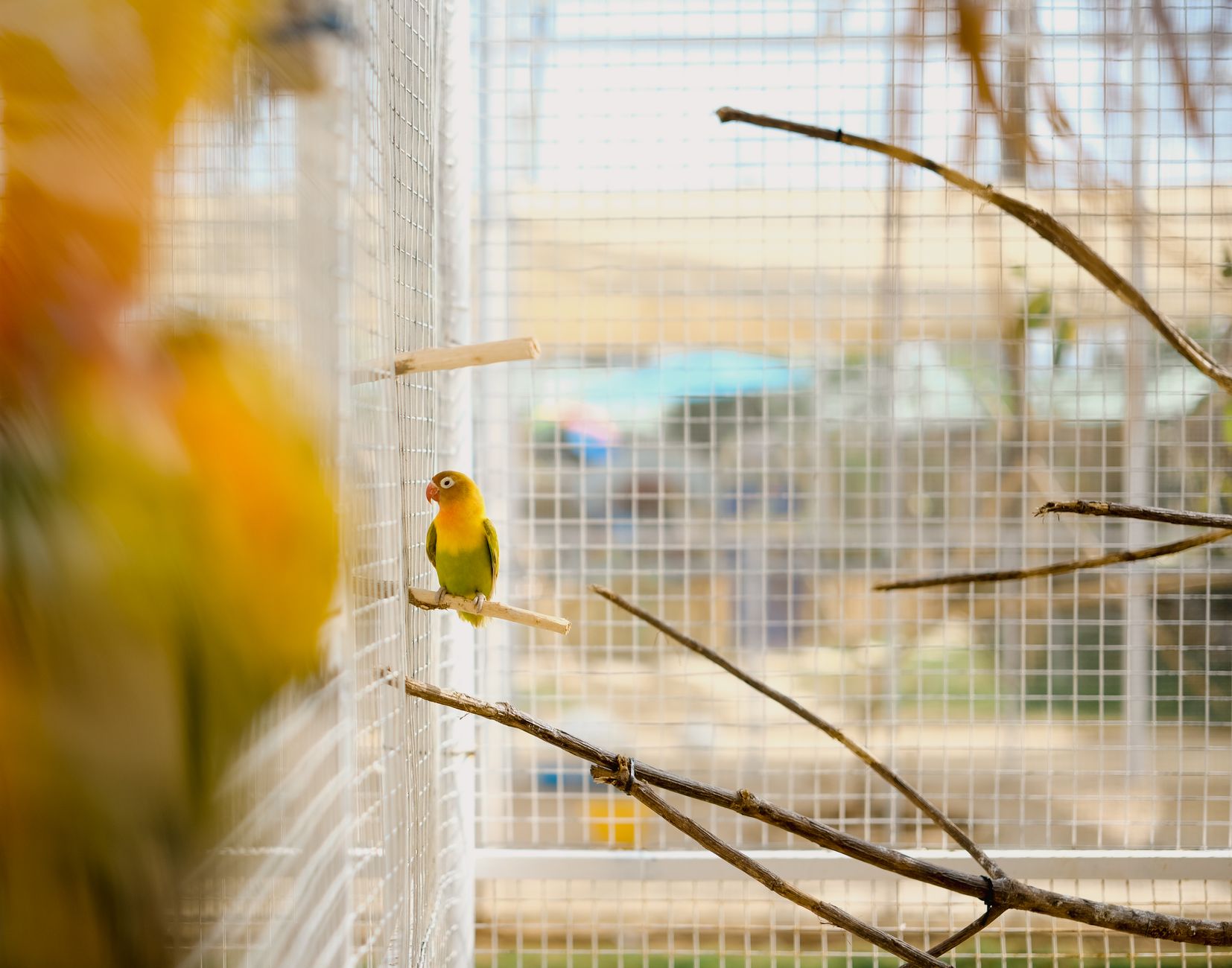 Cages et volières