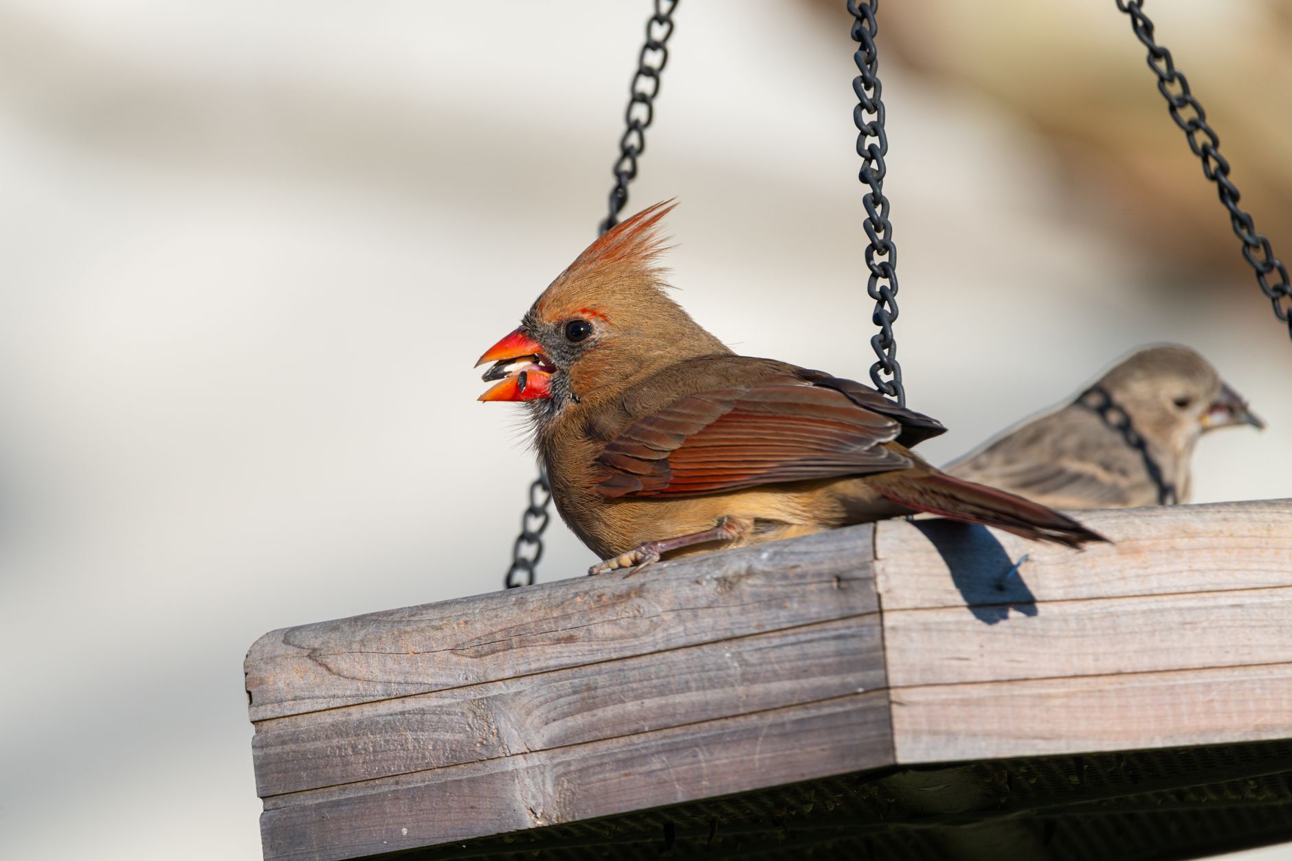 Graines et nourriture oiseaux