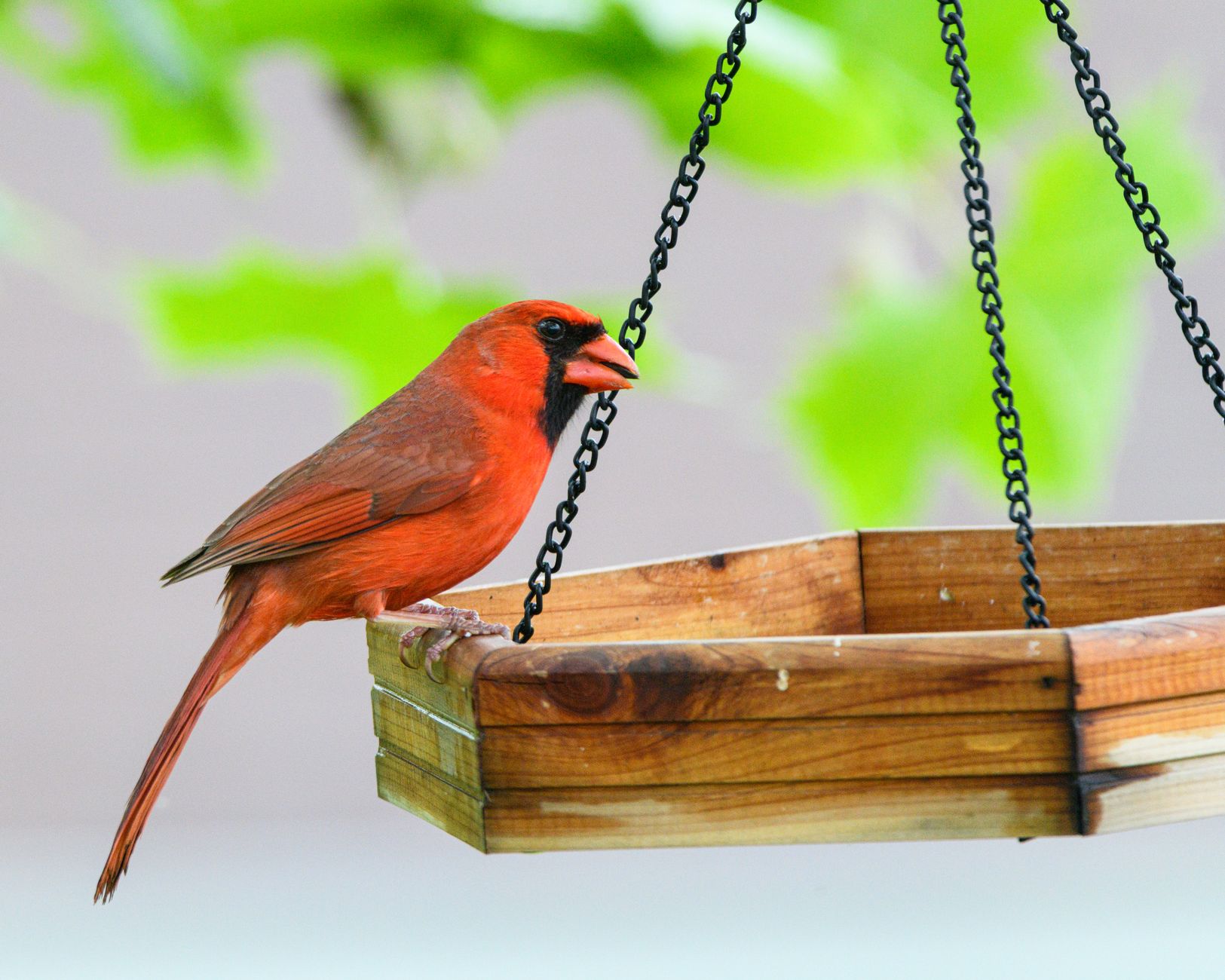 Mangeoires oiseaux