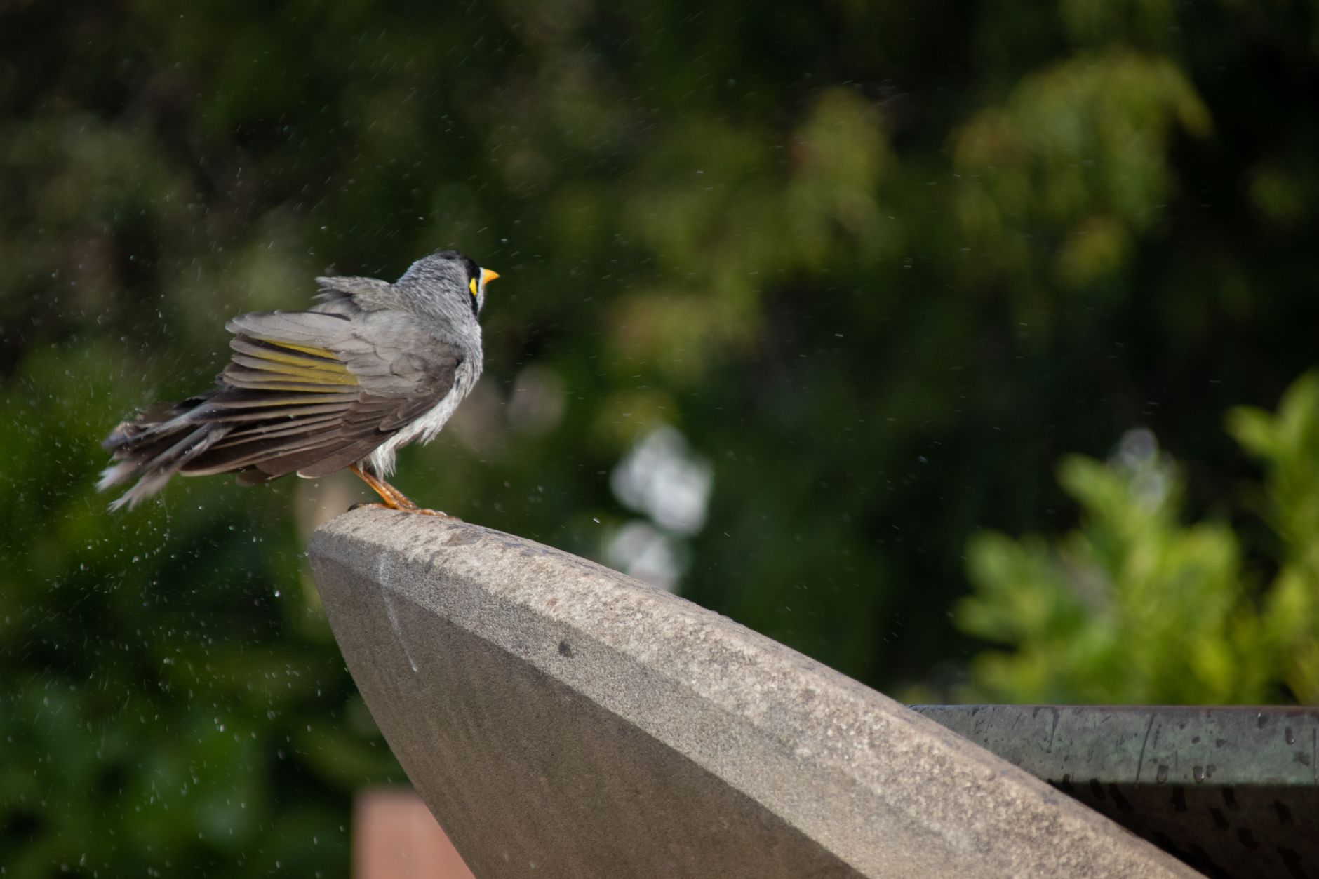 Eau pour les oiseaux du jardin : abreuvoir, bain et bons gestes