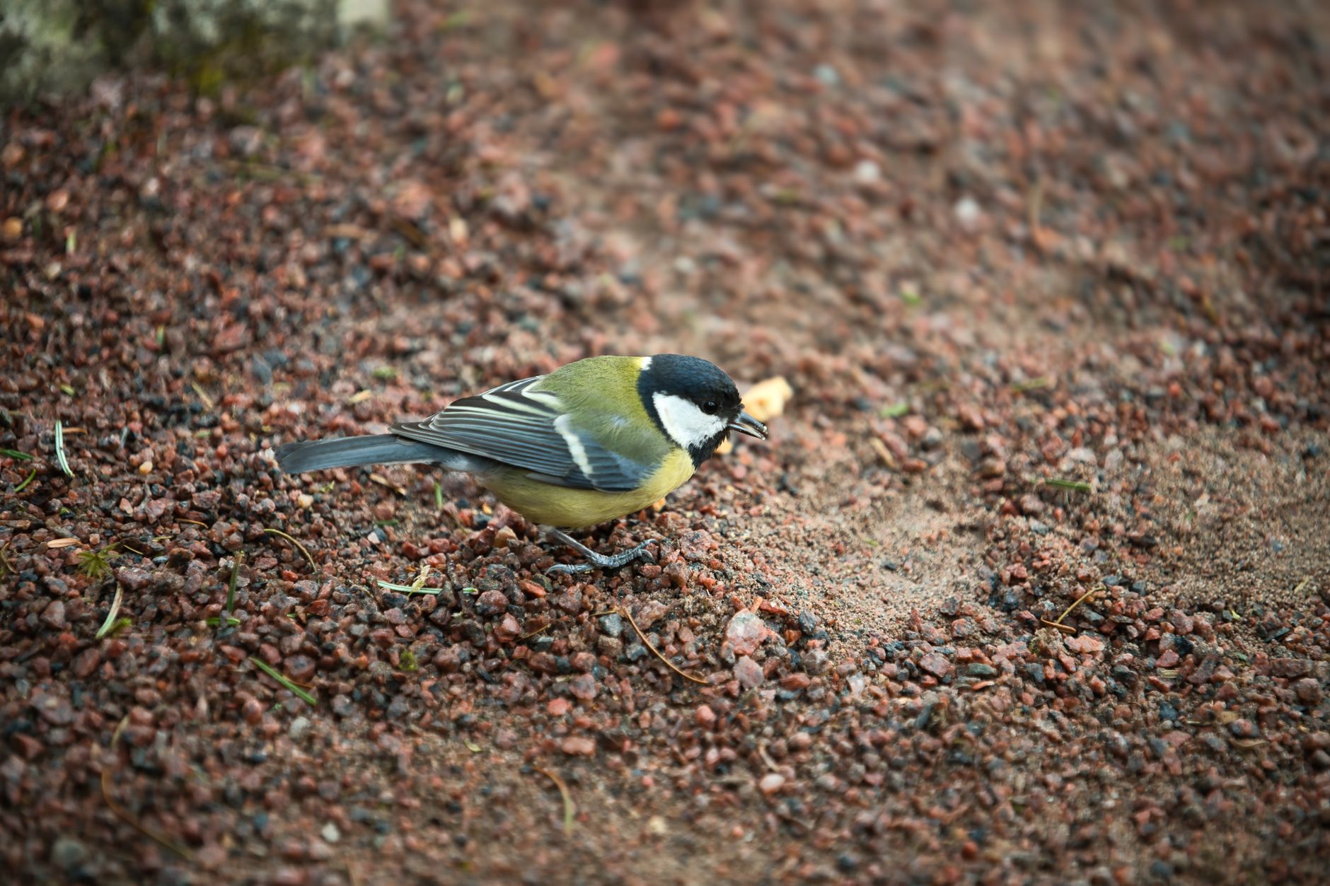 Petit oiseau du jardin en gros plan