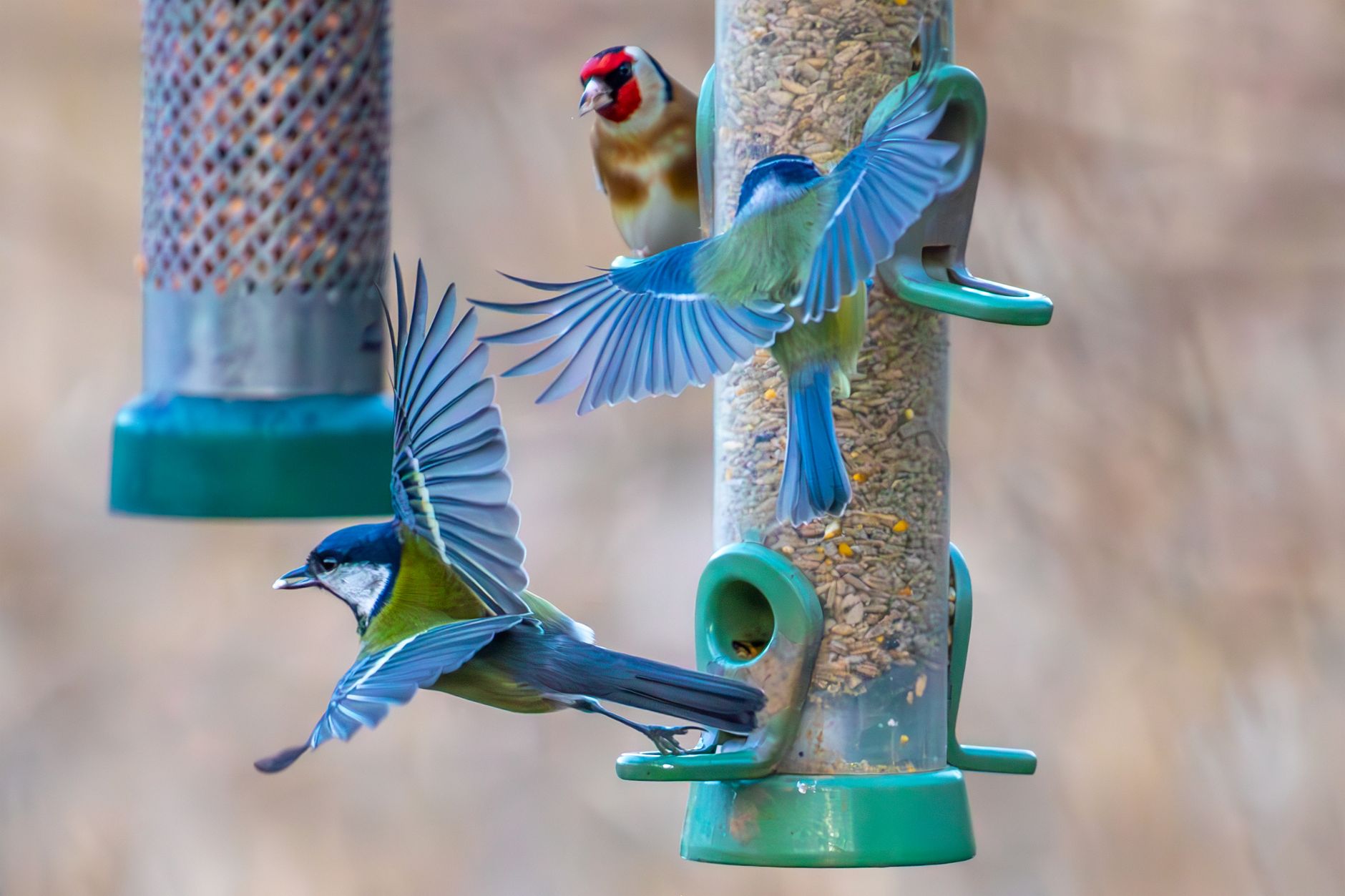 Où placer une mangeoire pour oiseaux ?