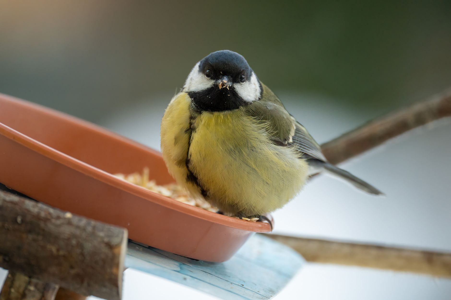 Mésange charbonnière