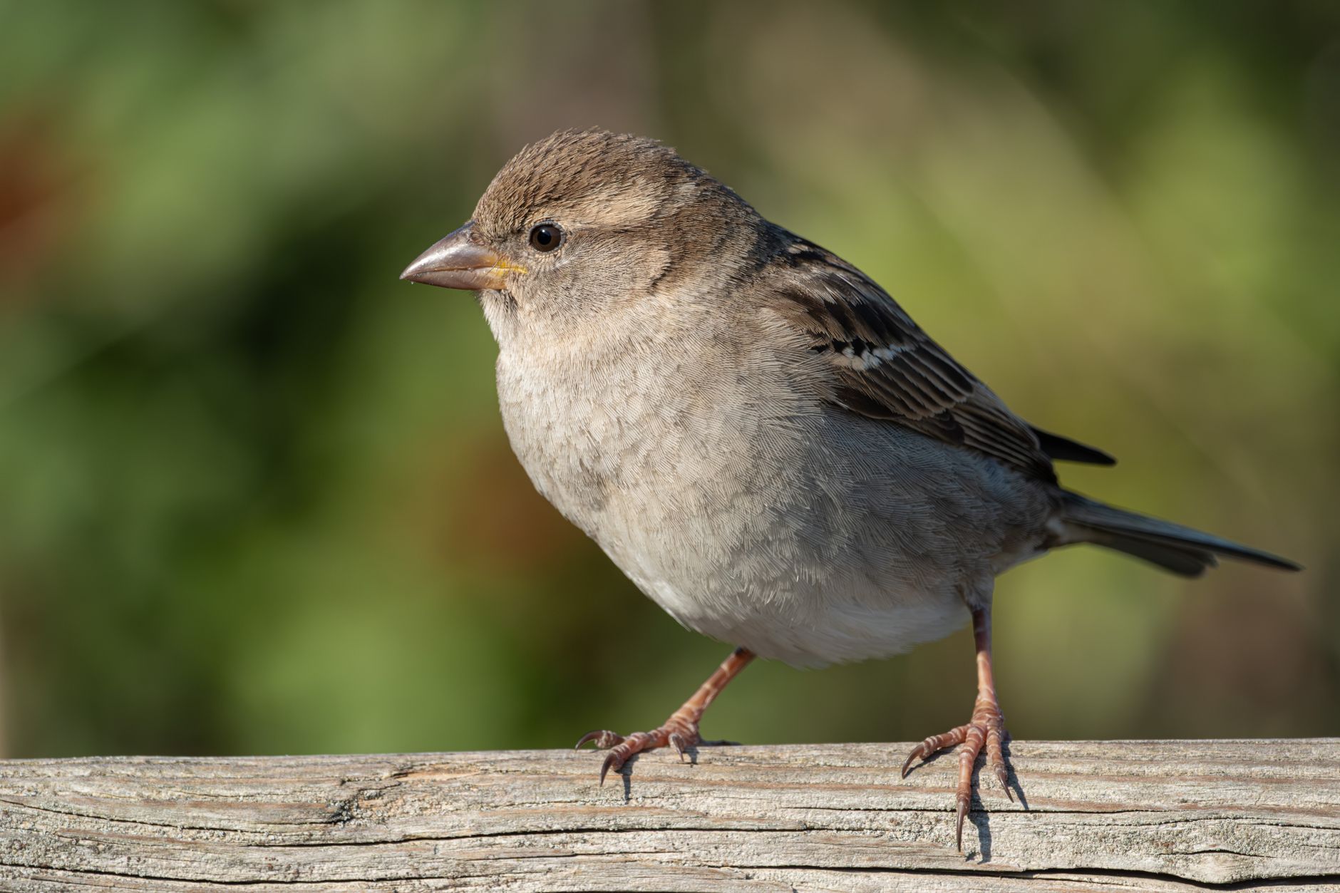 Moineau domestique