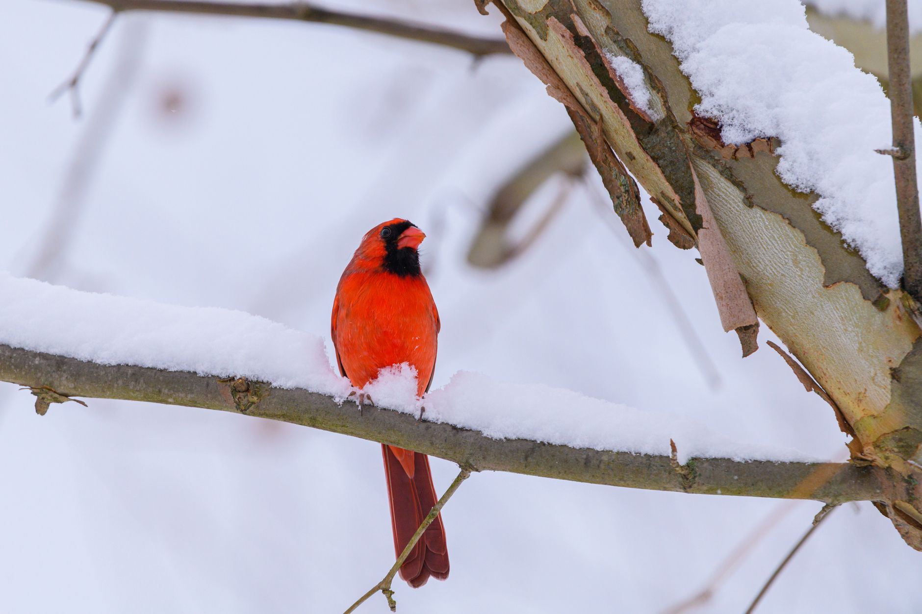 Nourrir les oiseaux du jardin en hiver : quoi donner et quoi éviter