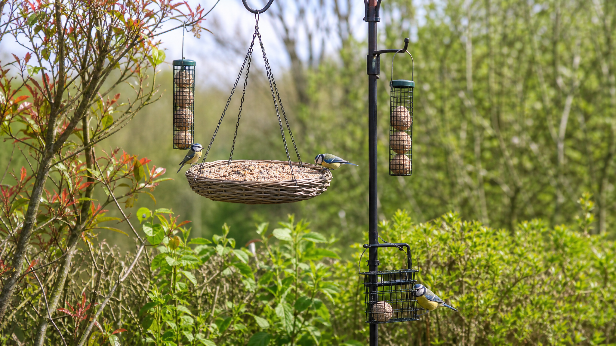 Comment puis-je empêcher les gros oiseaux de manger dans ma mangeoire?