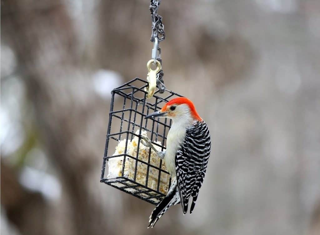 Ce pic à ventre roux mange un morceau de saindoux de la mangeoire en cage.
